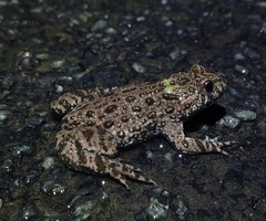Fire-Bellied Toad photo 5