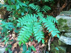Adiantum trapeziforme