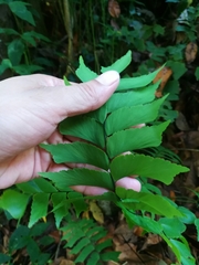 Adiantum trapeziforme