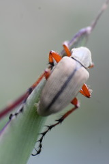 Insecta