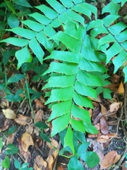 Adiantum trapeziforme