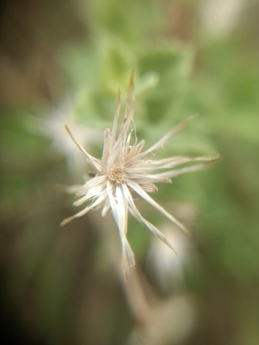 Image of Brickellia veronicifolia by (c) Diana Fuentes, some rights reserved (CC BY-SA)