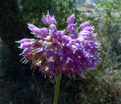 Allium carmeli