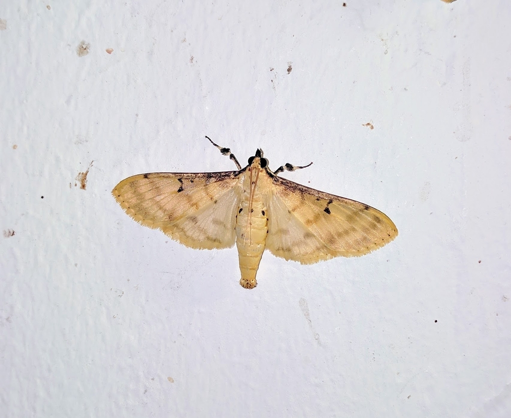 Polygrammodes nigrilinealis