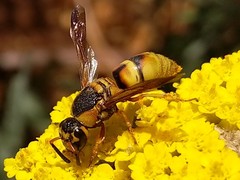 Euodynerus hidalgo viereckii