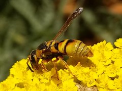 Euodynerus hidalgo viereckii