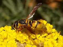 Euodynerus hidalgo viereckii