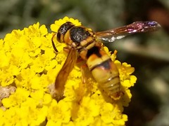 Euodynerus hidalgo viereckii