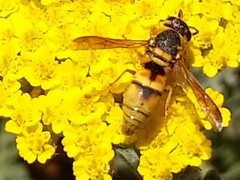 Euodynerus hidalgo viereckii