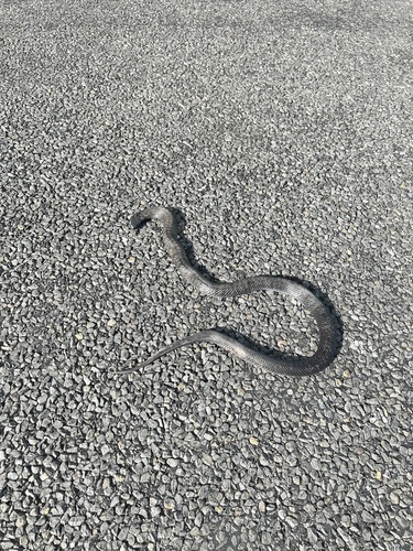 Blue-bellied Black Snake sighting