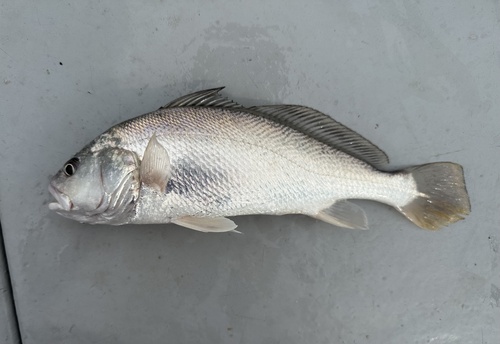 Soldaat-ombervis (Nibea soldado) — Sciaenidae