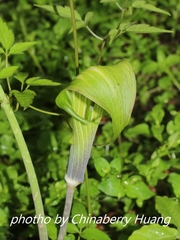 Arisaema formosanum
