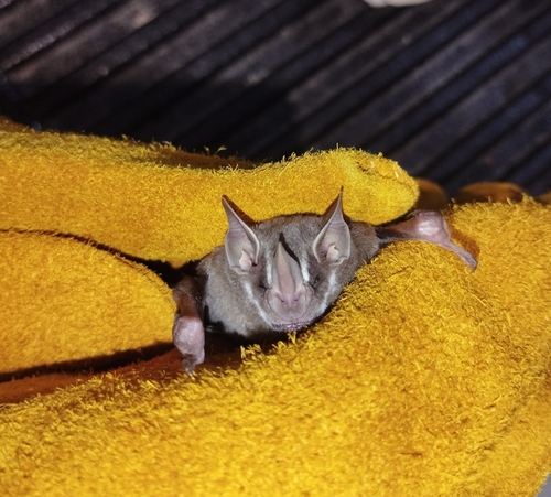 Pygmy Fruit-eating Bat (Dermanura phaeotis)