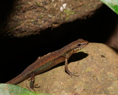 Saproscincus basiliscus