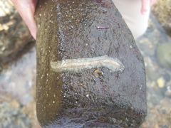 Enchiridium punctatum