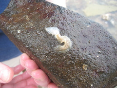 Enchiridium punctatum