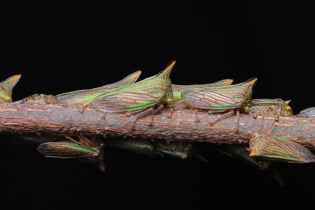 Potnia diringshofeni