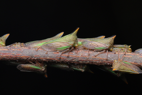 Potnia diringshofeni