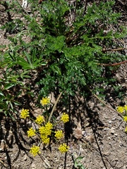 Cymopterus terebinthinus californicus