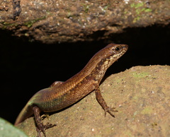 Saproscincus basiliscus