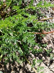 Cymopterus terebinthinus californicus