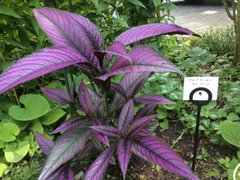 Strobilanthes auriculata dyeriana