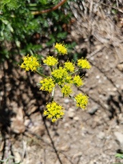 Cymopterus terebinthinus californicus
