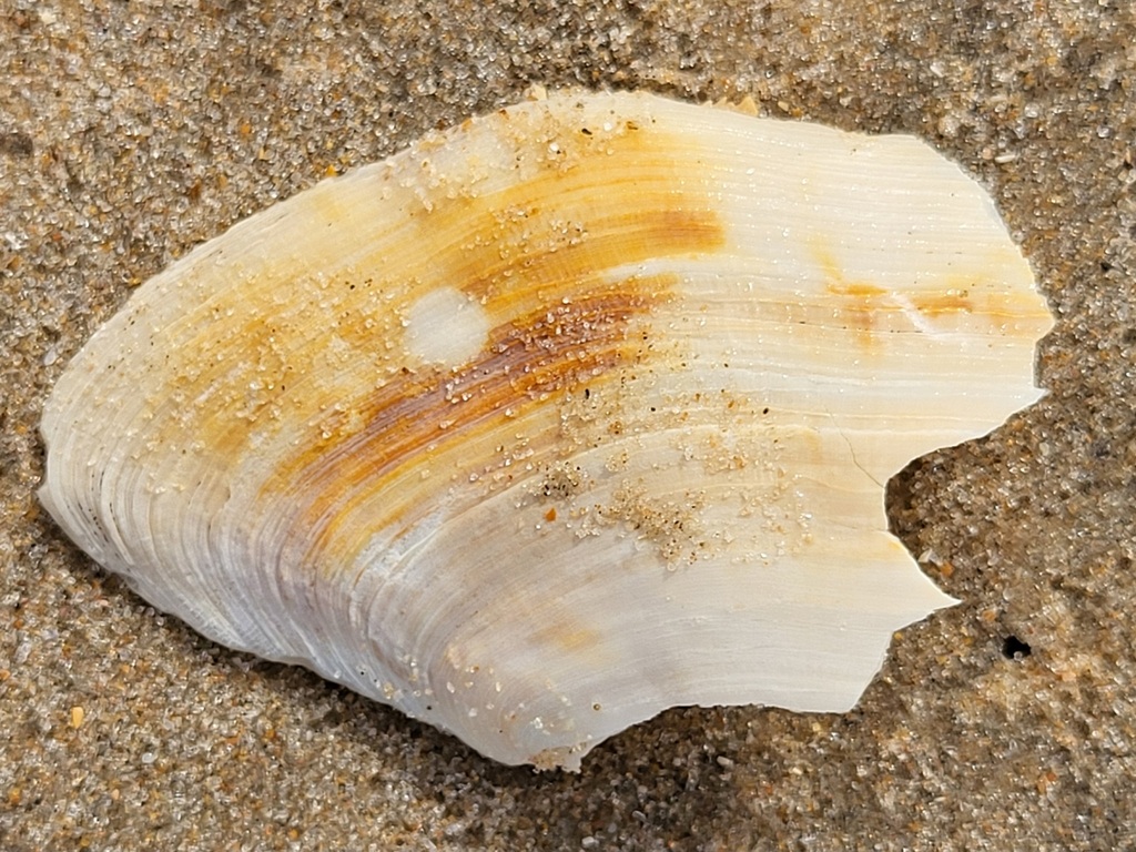 Rostrimacoma