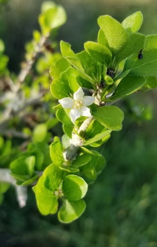 Image of Randia obcordata by (c) Nicole, some rights reserved (CC BY)