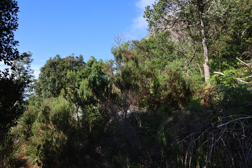 Image of Berry Heath (Erica baccans) by (c) Tony Rebelo, some rights reserved (CC BY-SA)