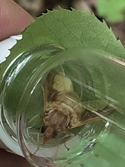 Goniops chrysocoma