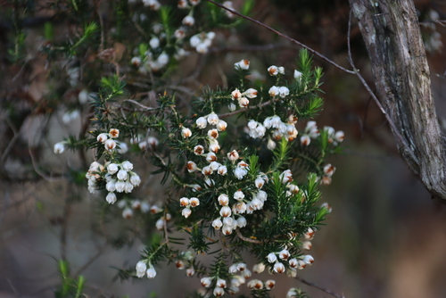 Image of Erica triflora by (c) Tony Rebelo, some rights reserved (CC BY-SA)