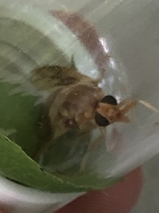 Goniops chrysocoma