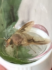 Goniops chrysocoma