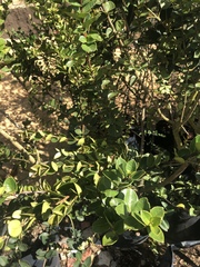Luma apiculata