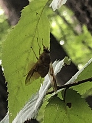Goniops chrysocoma