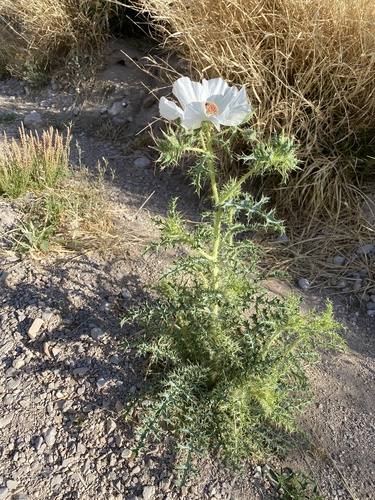 Chisos Mountain Pricklypoppy