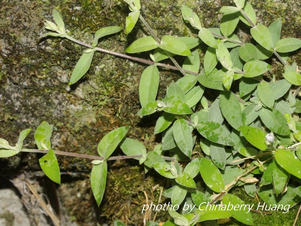 Stellaria vestita