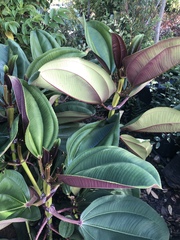 Meriania nobilis