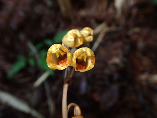 Gastrodia gracilis iNat (1)