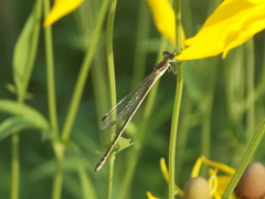 Lestes rectangularis