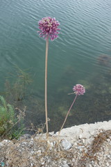 Allium commutatum