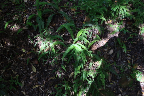 Image of Southern Hard Fern (Blechnum australe) by (c) Tony Rebelo, some rights reserved (CC BY-SA)