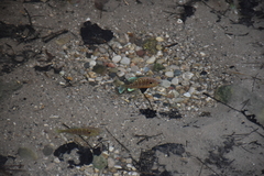 Lepomis peltastes