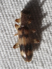 Cymatodera undulata