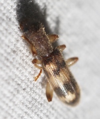 Cymatodera undulata