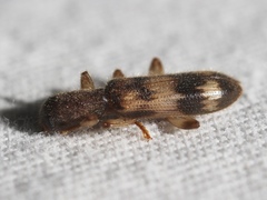 Cymatodera undulata