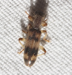 Cymatodera undulata