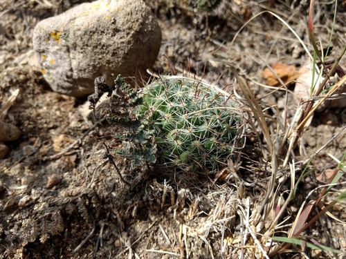 Mammillaria crinita