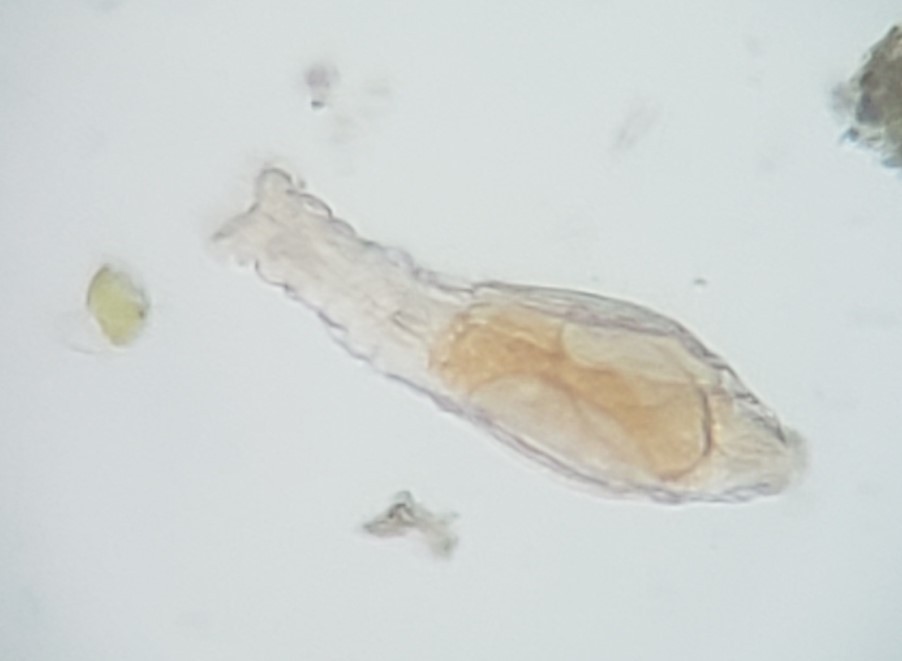Otostephanos